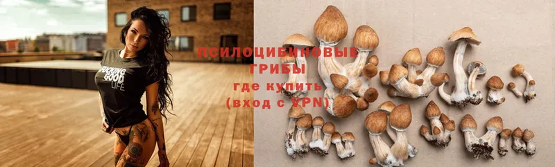 Псилоцибиновые грибы Psilocybine cubensis  Белогорск 